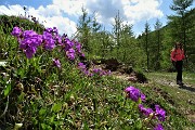 73 Fioriture di Primula di Lombardia (Primula glaucescens)